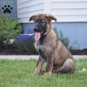 Kooper, German Shepherd Puppy